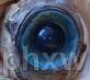 Q10ܛzҡ(hu)NƷ